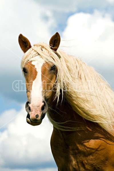 Portrait of Belgian draft horse