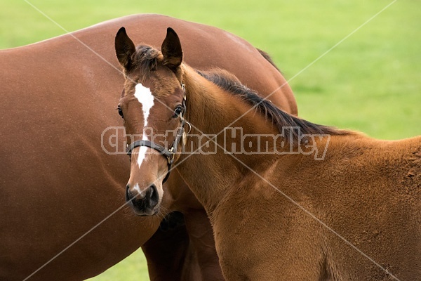 Thoroughbred foal