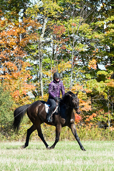 Woman horseback riding in field in the autumn of the year with colored leaves in the background