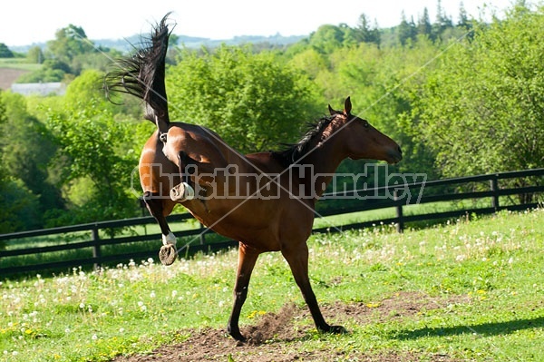 Dutch Warmblood and Thoroughbred cross gelding