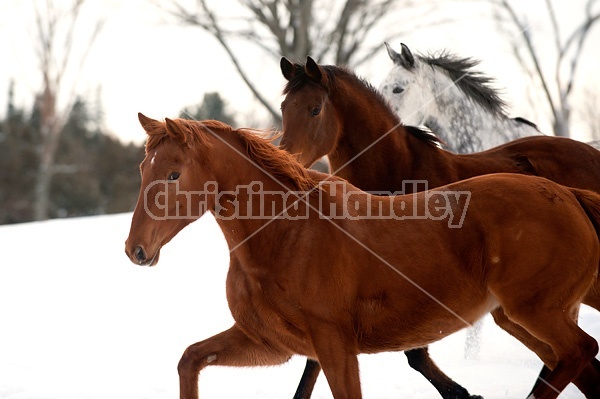 Three horses in snowy paddock