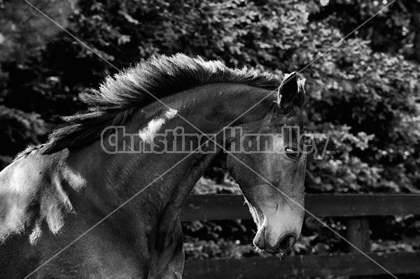 Portrait of a bay Thoroughbred gelding