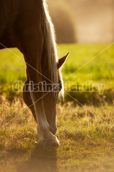 Chestnut horse grazing in the late evening golden light