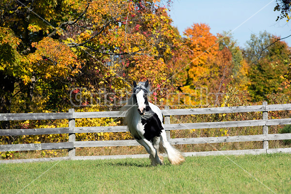 Gypsy Vanner horse