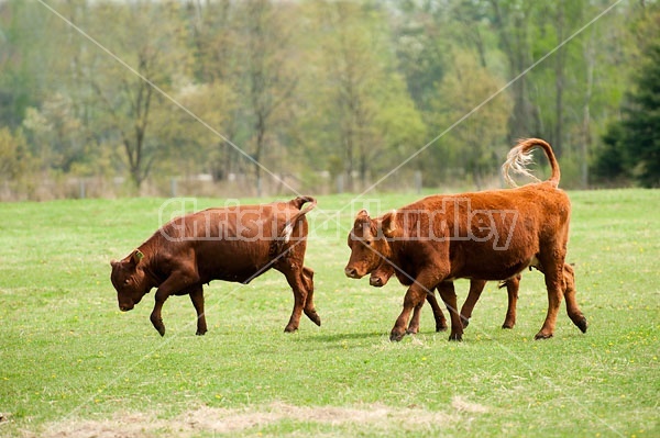 Beef cows