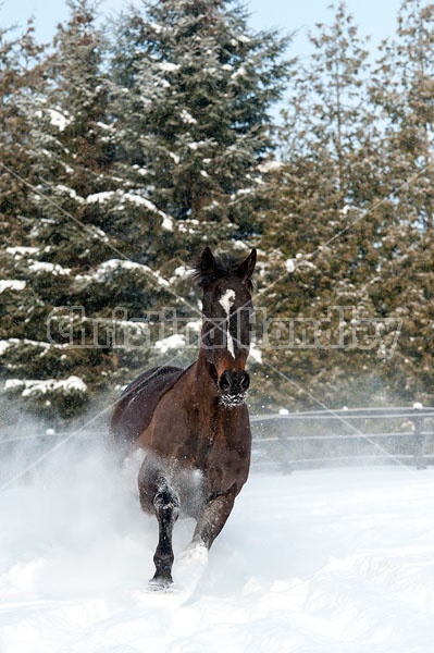 Bay thoroughbred horse galloping through deep snow