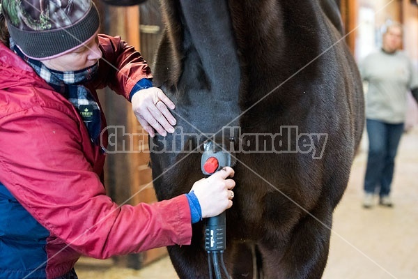 Woman clipping horse