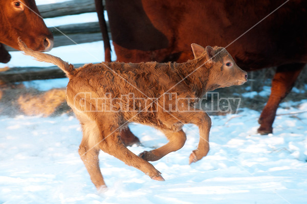 Young baby beef calf running in the snow