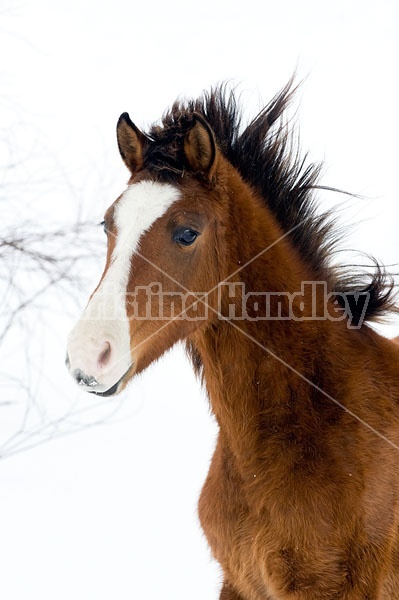 Young Bay Rocky Mountain Horse