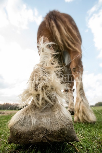 Closeup photo of a horses leg and hoof