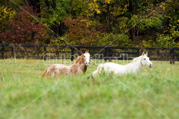 Horse on autumn pasture