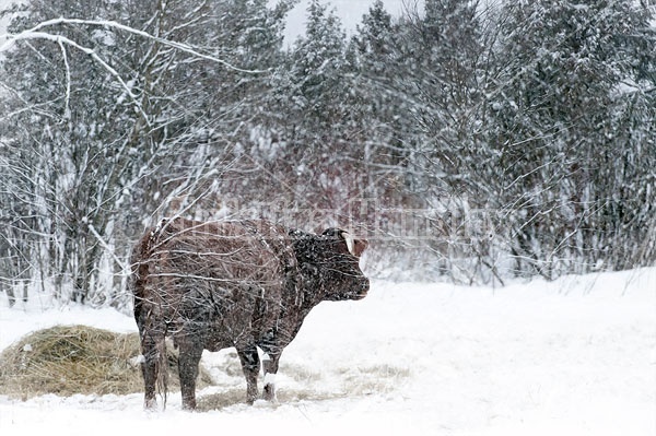 Beef Cow Standing in Snowy Field