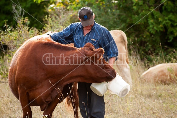 Farmer Out in Field With His beef Cows