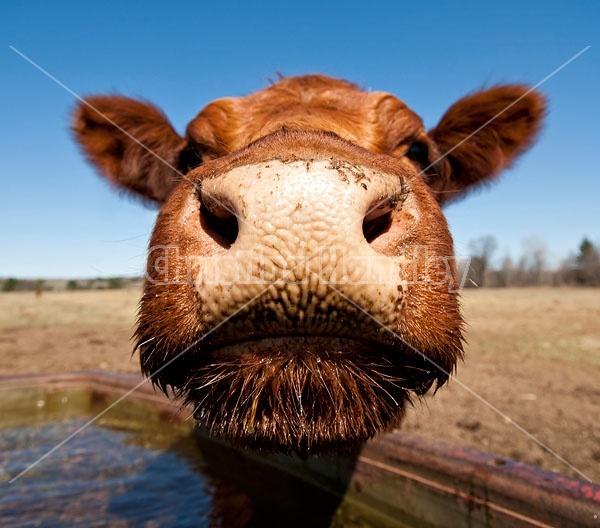 Closeup Photo of Cow Nose