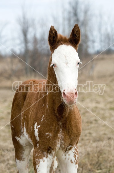 Paint foal portrait