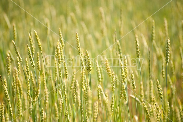 Field of wheat