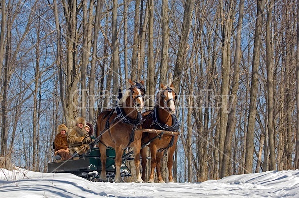 Horse drawn sleigh ride