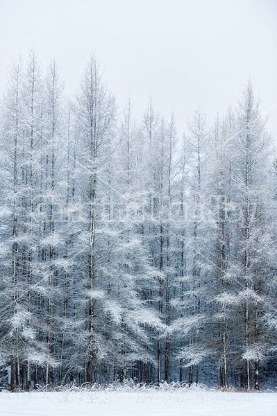 Tamarack trees covered in snow and frost