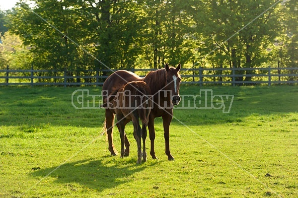 quarter horse mare and foal