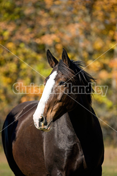 Portrait of a black horse in the autumn colors