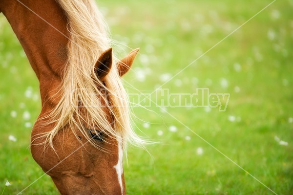 Chestnut horse face