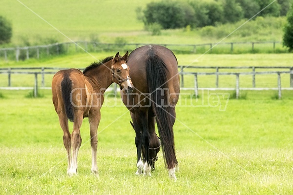 Thoroughbred mare and foal