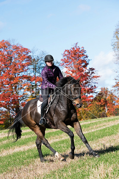Woman horseback riding in field in the autumn of the year with colored leaves in the background