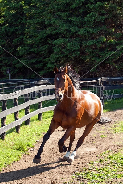 Dutch Warmblood Thoroughbred cross gelding