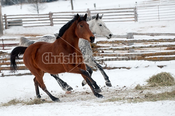 Photo of two horses running through deep snow