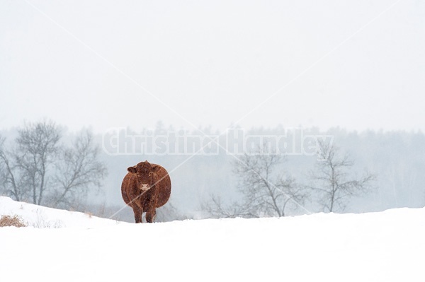 Beef cow standing outside in the falling snow