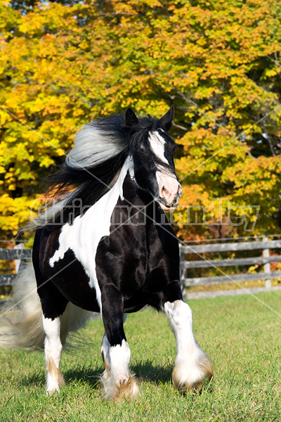 Gypsy Vanner horse