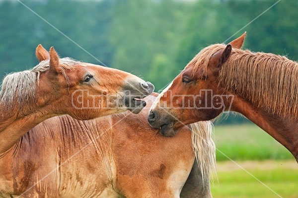 Two young Belgian draft horse geldings