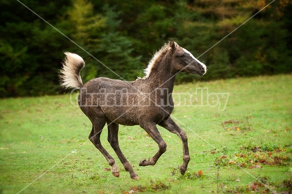 Rocky Mountain Horse foals