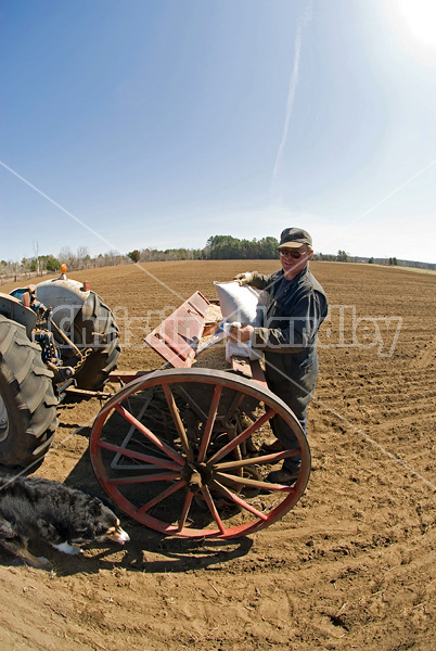 Farmer filling seed drill with oats