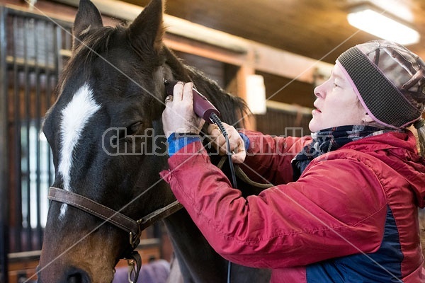 Woman clipping horse