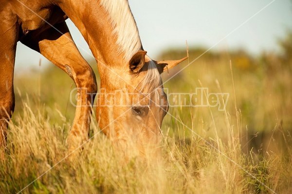 Palomino Quarter Horse