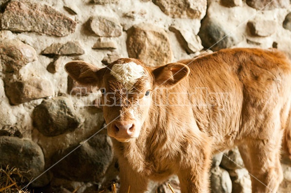 Young Beef Calf