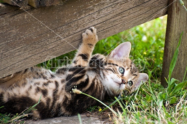 Young baby Calico kitten