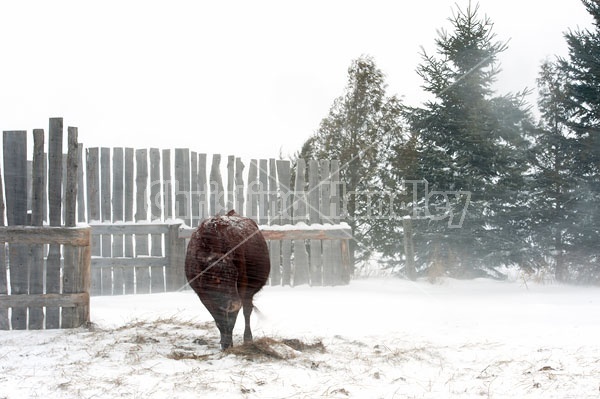 Beef Cow Standing in Snowstorm