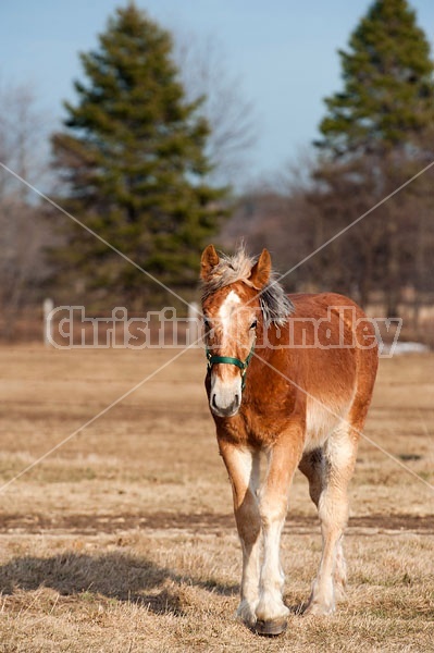 Yearling Belgian Draft Horse