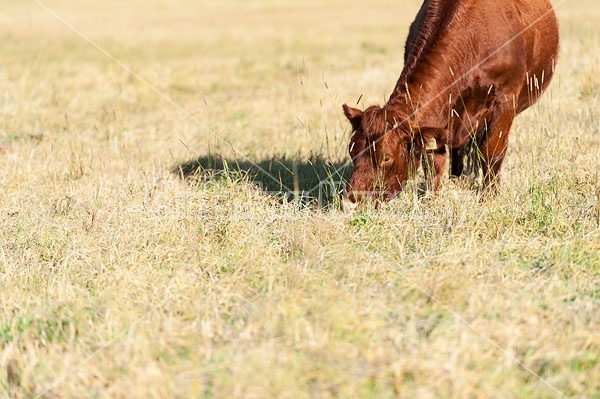 Beef Cow Grazing