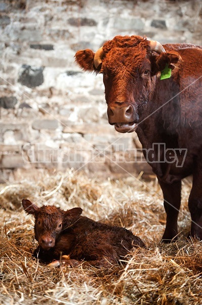 Beef Cow With Newborn Calf