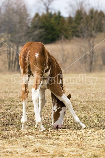 Young Paint foal