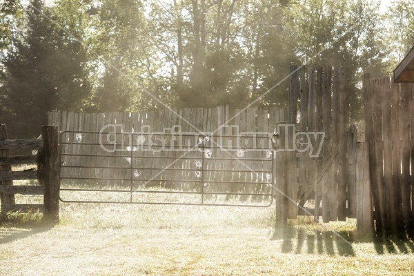 Photo of an early moring scene on the farm. Cobwebs, spider webs on gate