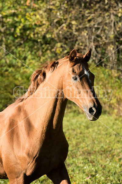 Portrait of a Thoroughbred horse