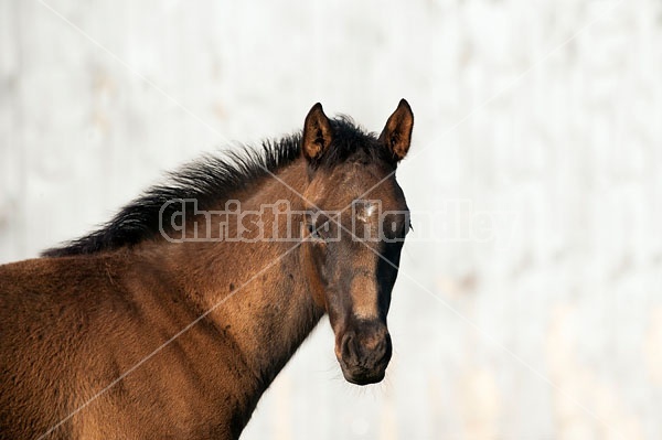 Quarter horse foal