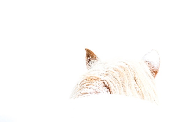 Portrait of Belgian draft horse