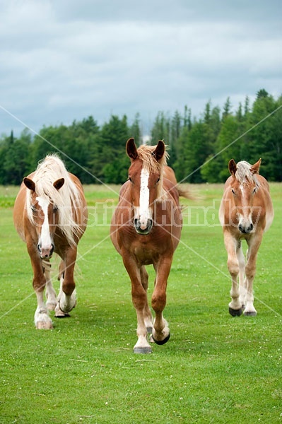 Three Belgian horses