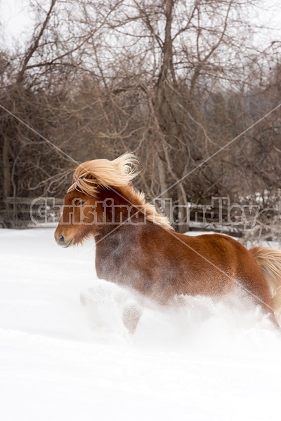 Chestnut Icelandic horse running through deep snow. Ontario Canada