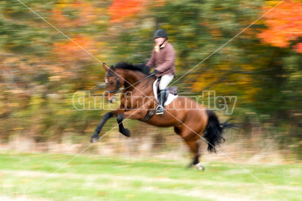 Woman riding bay horse in the fall colors